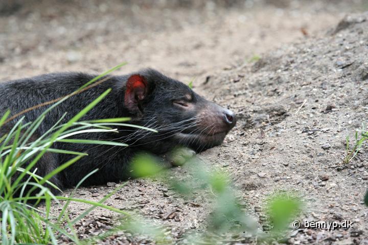 Tasmansk pungdjavel2.jpg - Tasmansk pungdjævel (Sarcophilus harrisii )